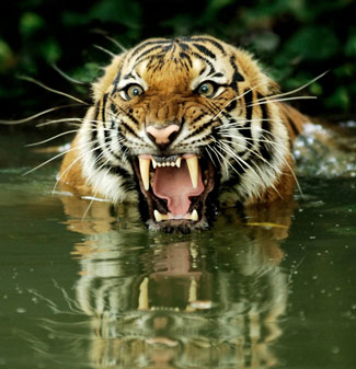 royal-bengal-tiger.jpg
